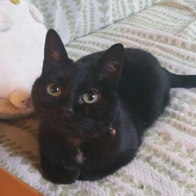 漆黒のまめこさんのプロフィール画像