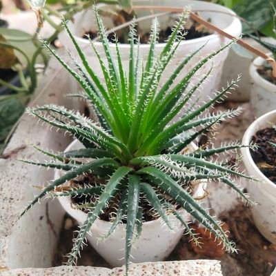 im_MalaR's profile picture. Planting Plants/Trees 🌱🌳🌴
A normal human being required 160 plants for oxygen to survive. Human required 649 liters of oxygen/day. (649/24= 27 l/hr)