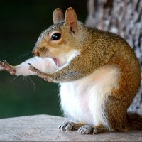 blockchainbob (@blockchainbob6) 's Twitter Profile