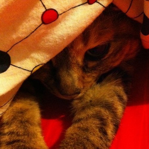 calcalpipi's profile picture. 猫だったら繁殖できないくらいの、もう老猫です