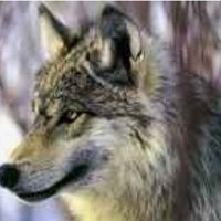 🐺ذيب ال وهيبه 🐺 (@homgqd) Twitter profile photo