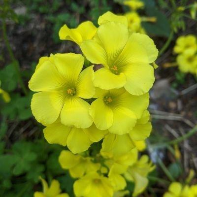 mo70obZoZytLX61's profile picture. なし