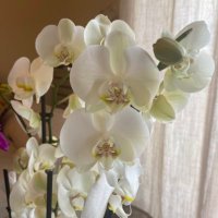 Amparo Lopez Bernus (@amplobe) 's Twitter Profile Photo Amparo Lopez Bernus (@amplobe) 's Twitter Profile Photo