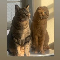 猫タイムズ (@nekodakedokuma) 's Twitter Profile