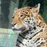 もふもふ＊82dog (@mofu2_82dog) Twitter profile photo