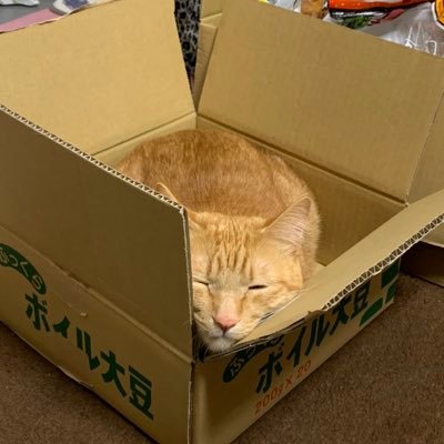 猫4匹🐱モンハンnowやりはじめました