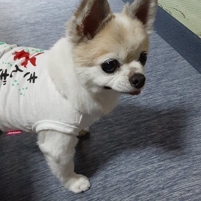通りすがりのヒヨコぴよ🐤 気軽に『ピヨちゃん🐥』と呼んでぴよ🐥 アイコンは愛犬『ピヨたろう🐶』
ポケモンGOが大好きぴよ🐥
色違い図鑑✨️現在819匹✨️
よろしくピヨ🐥🐤🐥🐤🐥
#ポケモンGO