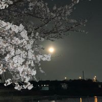 ボブ (@boblard) 's Twitter Profile