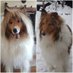 mandy miesz (@woof_boo) Twitter profile photo mandy miesz (@woof_boo) Twitter profile photo