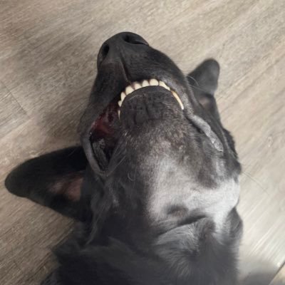 Pairodicehops's profile picture. ideas are germinating