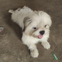 ZZkhaing (@zzkhaing) 's Twitter Profile