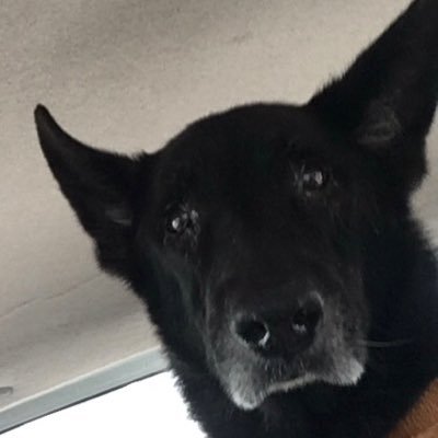 brainchutney's profile picture. Retired rainbow chaser. Rice Brag Christian. #COYG