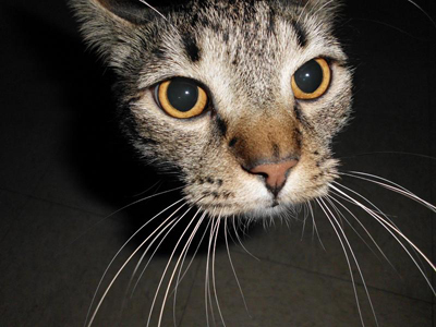 Linusmancat's profile picture. Bugs, eat, pounce, hide, play. Live w fat cat eats all food, can't clean. Angry house kid color of sunshine who smush me make me sleep in closet.