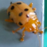 Marlon Maglantay (@maglantaymarlon) 's Twitter Profile