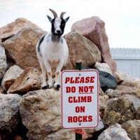 derf winsor (@derf_winsor) 's Twitter Profile Photo derf winsor (@derf_winsor) 's Twitter Profile Photo