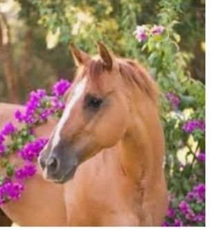 2468Alnsr's profile picture. 