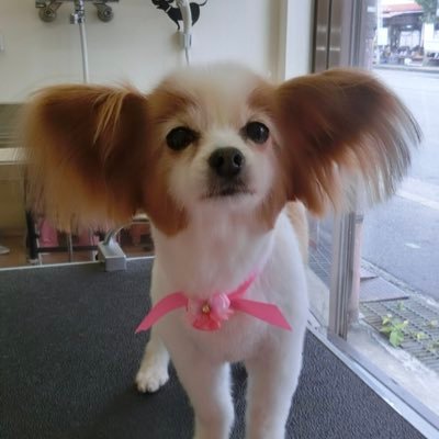 miupan7's profile picture. 🐶🐶🐶♡⃛👧🏻  自分に素直に。