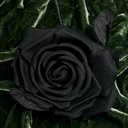 Taylor Low - @TaylorLow1 - Twitter