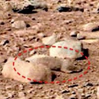 Mars Rat (@marsratz) 's Twitter Profile Photo Mars Rat (@marsratz) 's Twitter Profile Photo