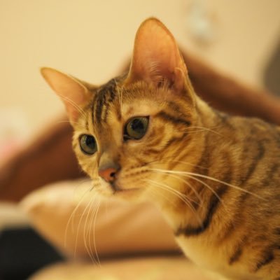 ChackyWorks's profile picture. 主に米国株とクリプトで資産運用中