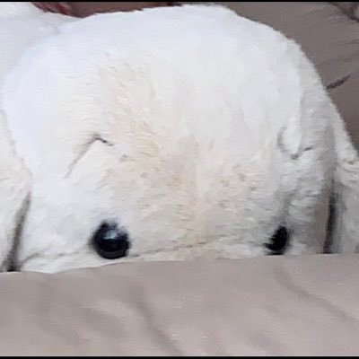 DogesReallyPro's profile picture. Doge Doge Doge doge ? hah e. e. e e e e e e e e e e ee e e ee