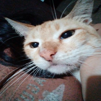 dailystuffed23's profile picture. Daily Stuff!