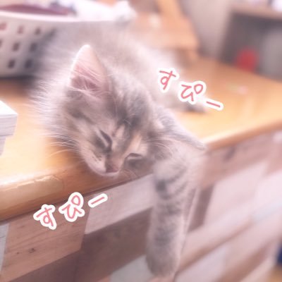 ずっと捨て猫を飼っていたのですが、一度くらいはとノルウェージャンを飼ってみました。 フォロバは必ず。見落とす可能性もありますのでご連絡下さい。また、DMによるYouTube登録勧誘をよく受けます。基本OKですが、マナーとしては先にこちらのを登録してからでは？と思っています。ゲーム垢分けました@aprilwind_ng