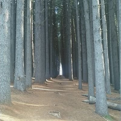 LightningII2's profile picture. 