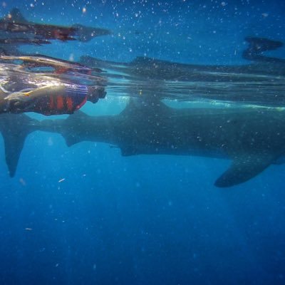 ZalanzF's profile picture. partage des infos nft/veve/ et cryptos