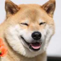 LockedSgNub (@lockedsgnub) Twitter profile photo