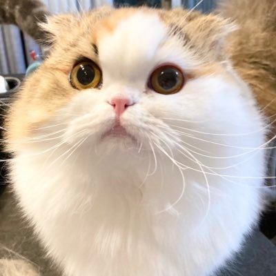 shortlegcats Profile Picture