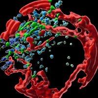 The NieHau Lab (@lab_niehau) 's Twitter Profile Photo The NieHau Lab (@lab_niehau) 's Twitter Profile Photo