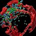 The NieHau Lab (@lab_niehau) Twitter profile photo
