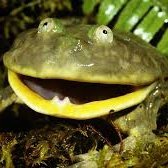Frog Weatherさんのプロフィール画像
