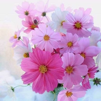 ShineshehnazA's profile picture. helping others 😊