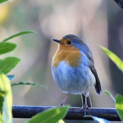 shivpujan007's profile picture. ज़िन्दगी हमेशा एक मौका देती है।सरल शब्दों में उसे आज कहते हैं।