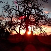 Waldliebe (@waldliebe1) 's Twitter Profile