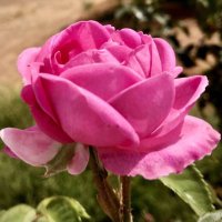 Rahmah🌷 (@scsz80lswollndo) 's Twitter Profile
