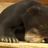 Fofinhos's profile image