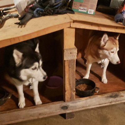 Hockeyfan428751's profile picture. Love sports hockey 🏒  is my favorite love playing poker love animals Dogs Huskies.
