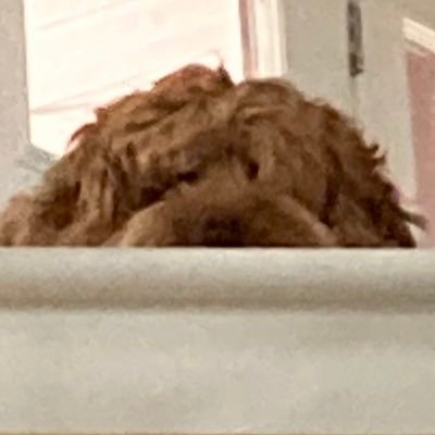 Wolves4life141's profile picture. Check out my YouTube: https://t.co/DJ8pbIja4p