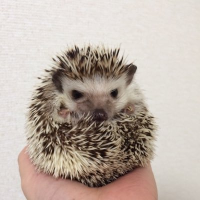 iDs2Dzn3ZHcXp5D's profile picture. 