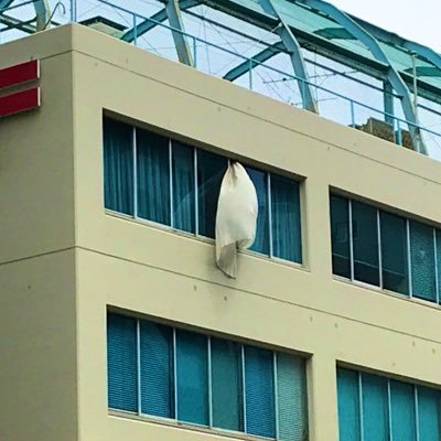 brkmu's profile picture. はみがきとか好き🪥