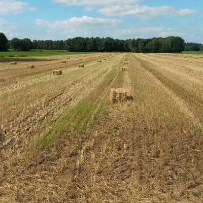 LuimesRenske's profile picture. Schrijft over de agrarische sector.