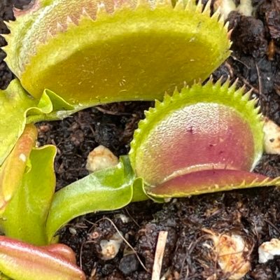 Accro au plantes carnivores