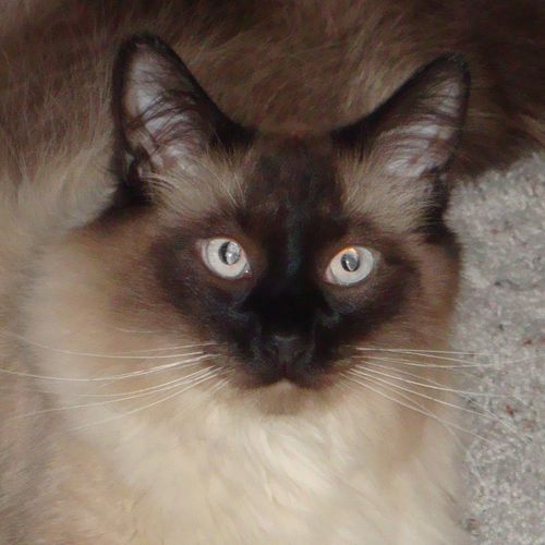 reddan's profile picture. Mile High Mac Geek!