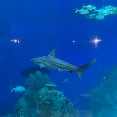 mariodanielh's profile picture. 