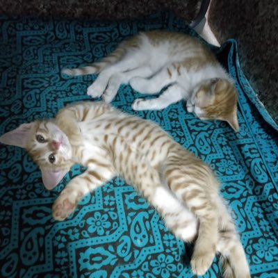 SANA19Q's profile picture. Anti Fascism