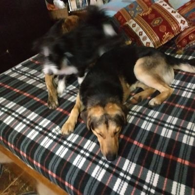 YaquelineLusar1's profile picture. la naturaleza y los animales