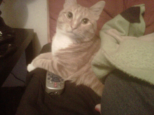 MarleyStinky's profile picture. I'm @mirandablake's cat and I'm taking over the world one piece of kibble at a time.